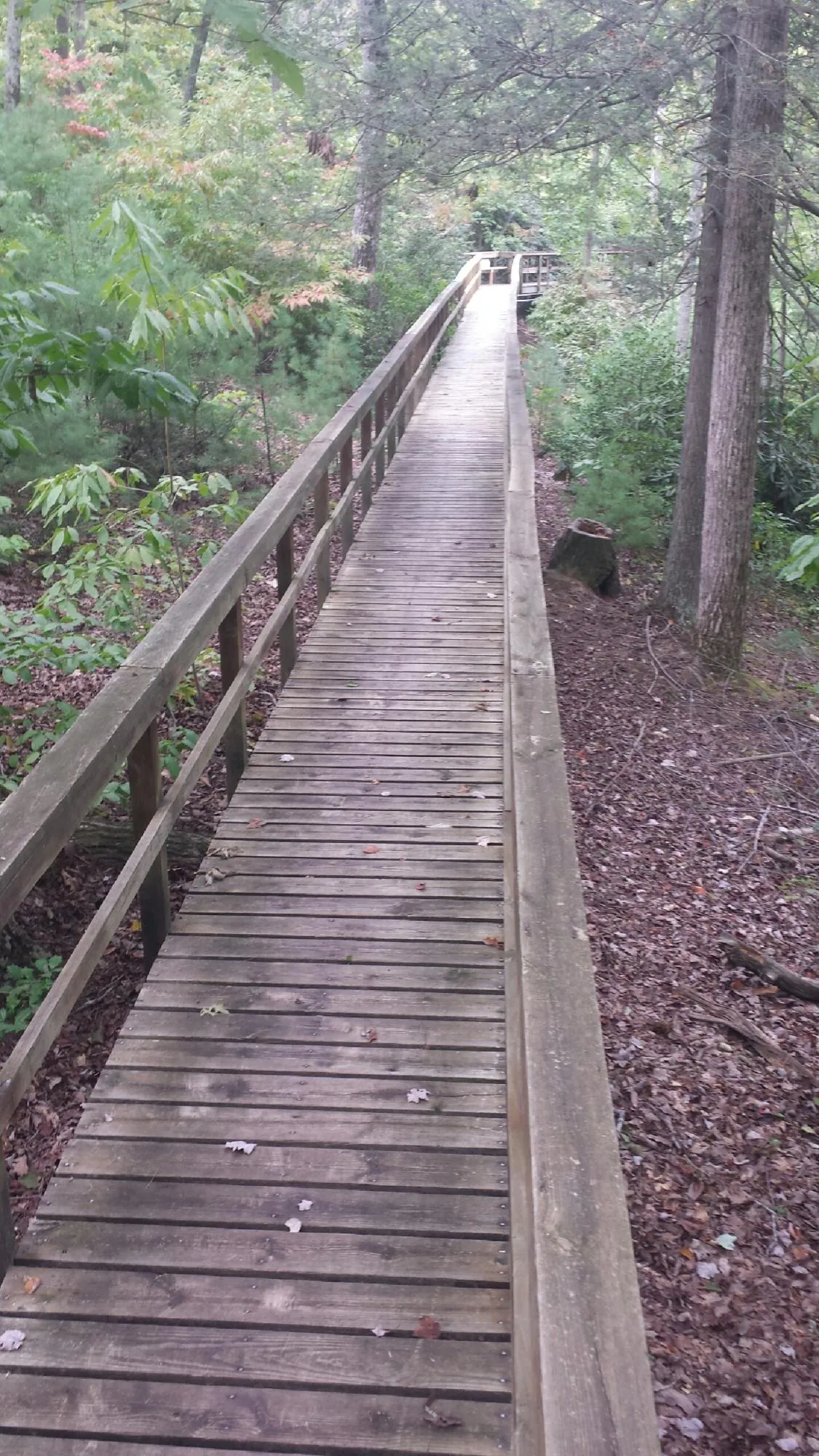 Long wood walkway with handrails built through the woods in Broadview Heights